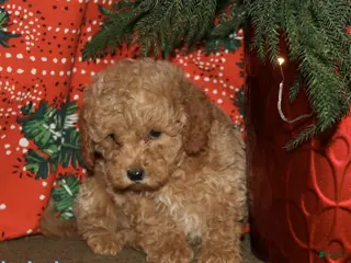 Mini Goldendoodle dogs Rudolph - Ad 30