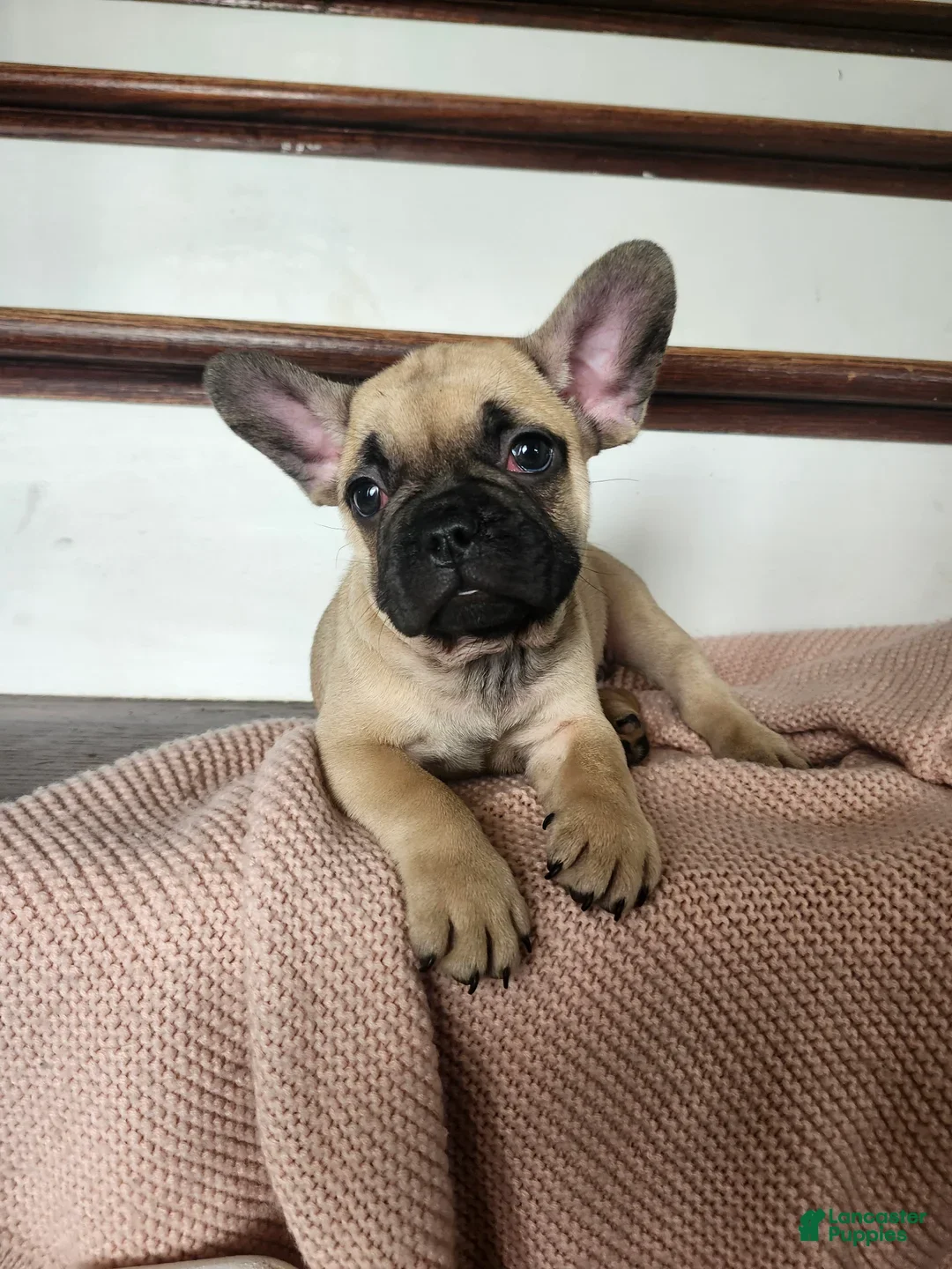 French Bulldog dogs Dumbo - Ad 2