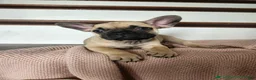 French Bulldog dogs for sale: Dumbo - Ad 2