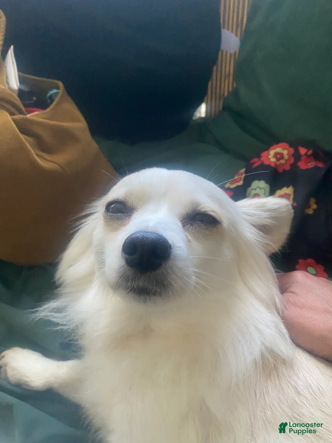 Mixed Breed dogs for sale: 2 chihuahua girls  - Ad 2