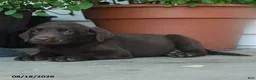 Labrador Retriever dogs for sale: Phoebe - Ad 5