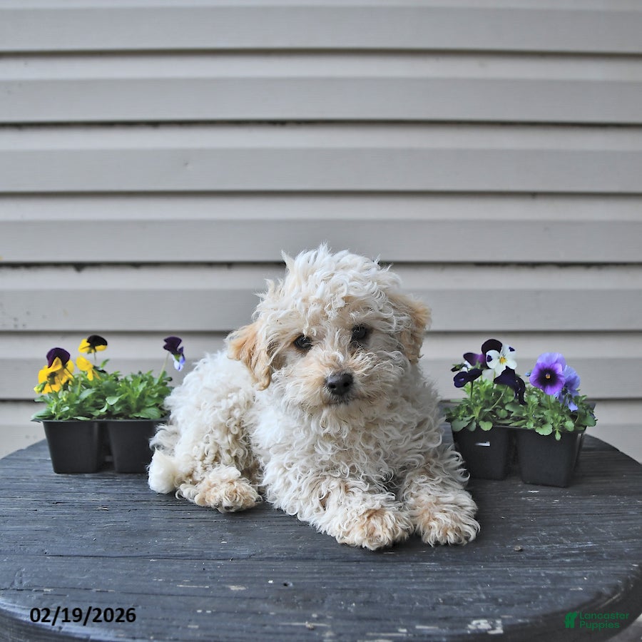 Toy Poodle dogs Winter  - Ad 1