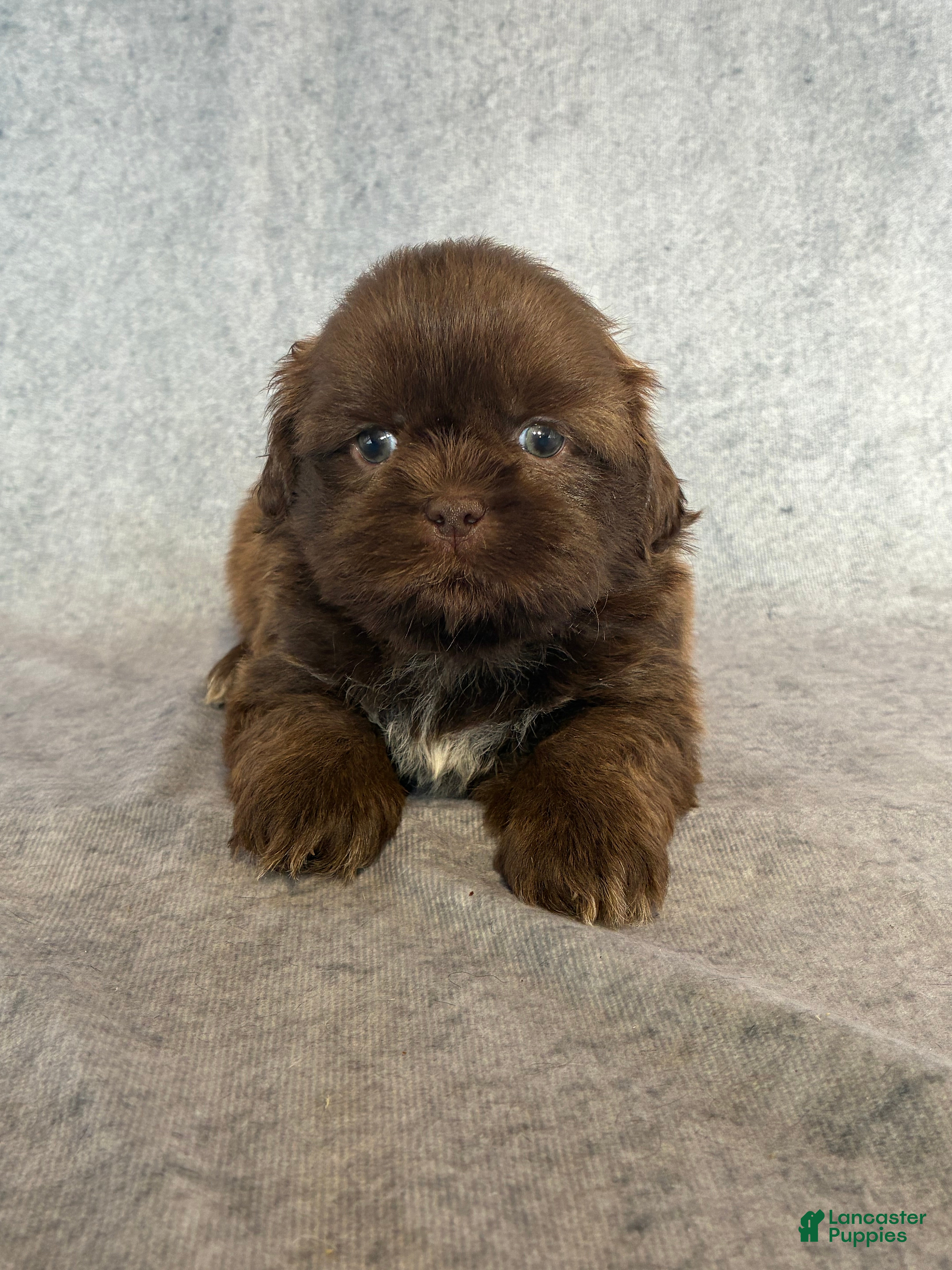 Shih Tzu dogs KING (AKC) - Ad 1