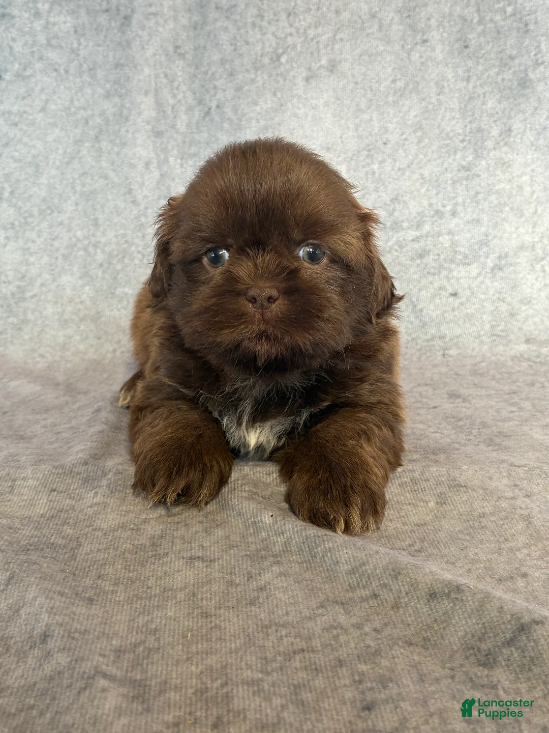 Shih Tzu dogs for sale: KING (AKC) - Ad 1