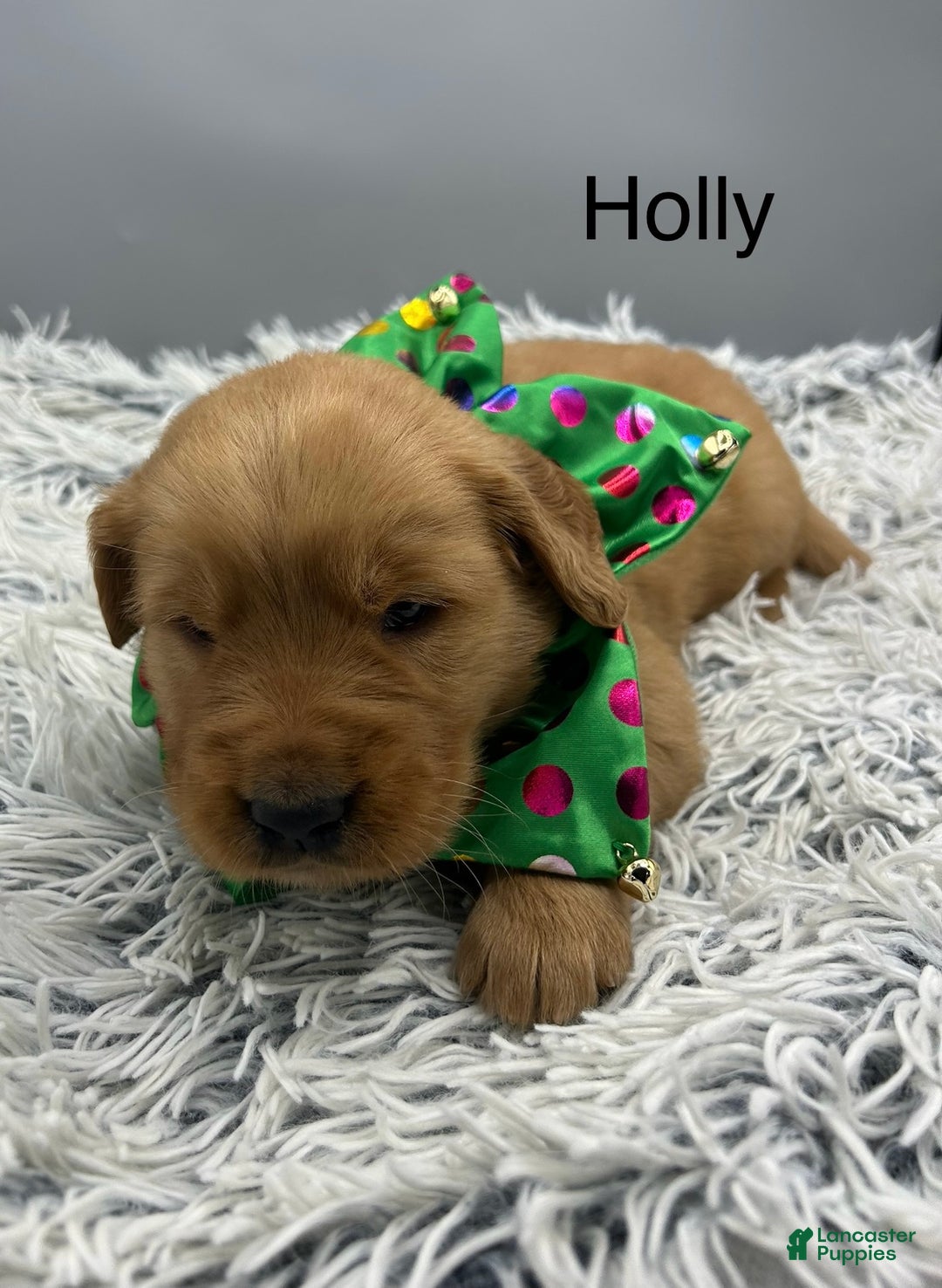 Golden Retriever dogs for sale: Golden Retriever Puppy -Holly - Ad 9