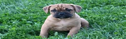 Mixed Breed dogs for sale: Theo - Ad 5