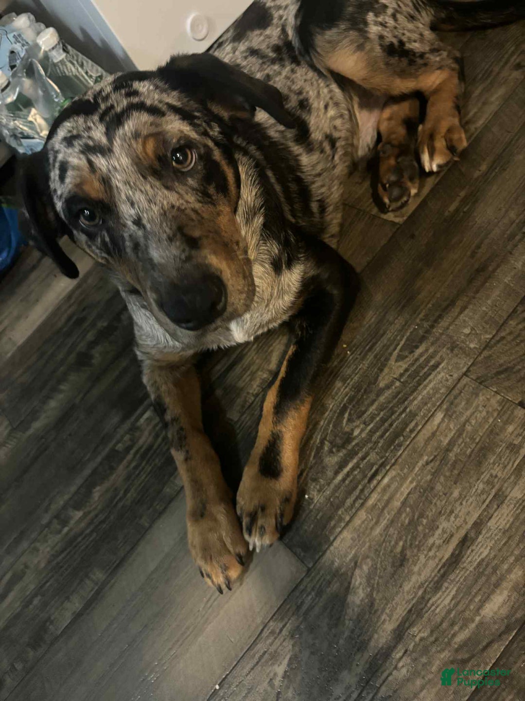 Mixed Breed dogs for sale: Casper - Ad 1