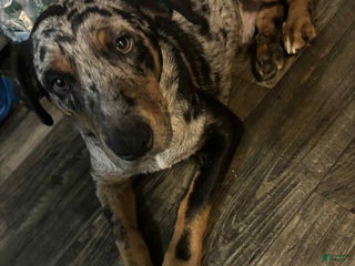 Mixed Breed dogs Casper - Ad 8