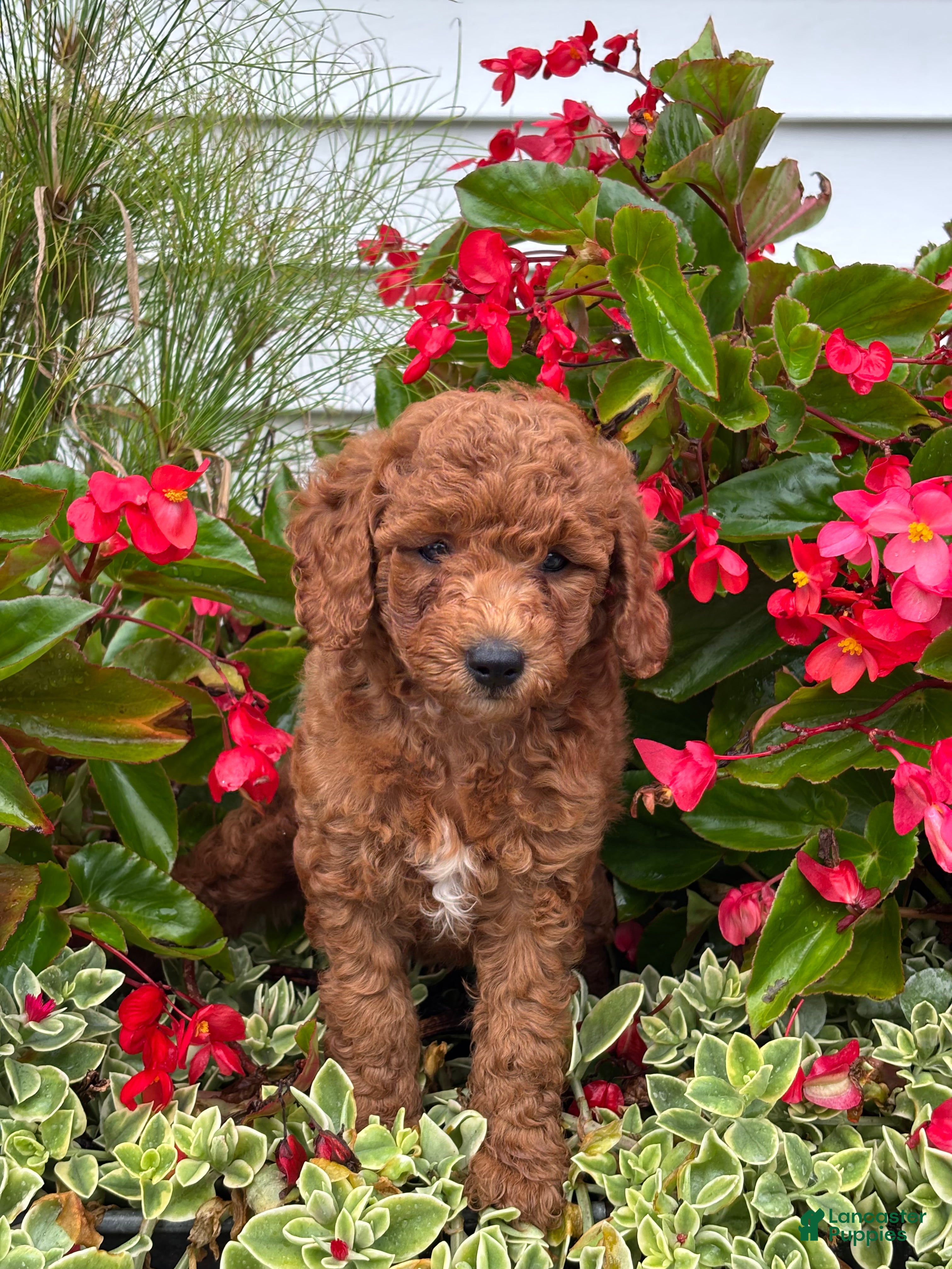 Mini Goldendoodle dogs Fernando - Ad 2