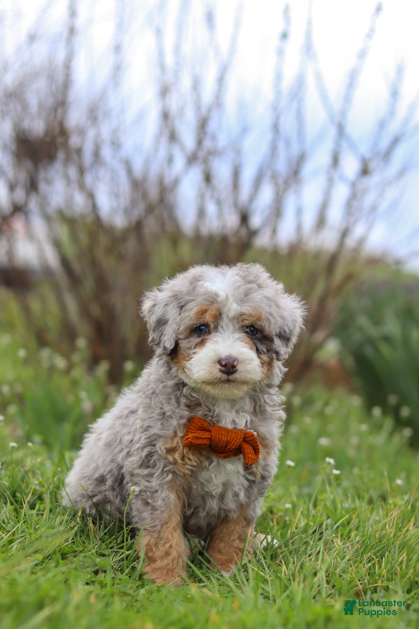 Mini Bernedoodle dogs Ace - Ad 2