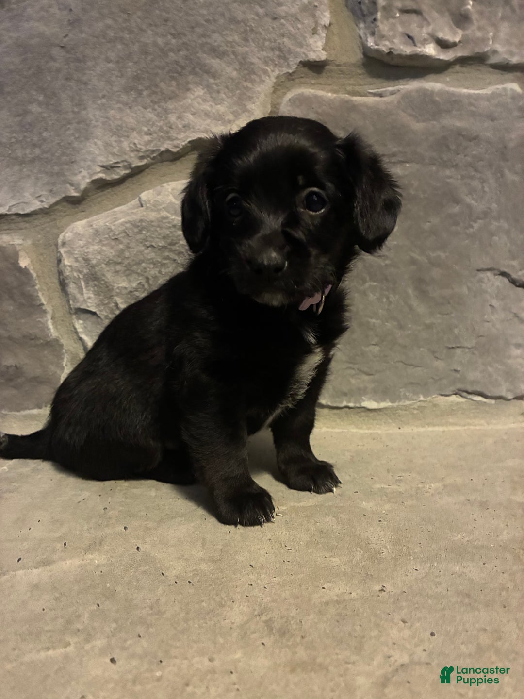 Corgipoo dogs for sale: Merry Corgipoo - Ad 4