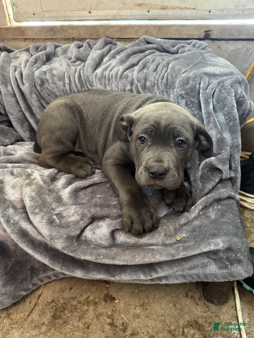 Cane Corso dogs for sale: Ash  - Ad 2