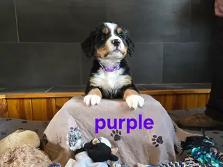 Bernese Mountain Dog dogs Purple - Ad 8
