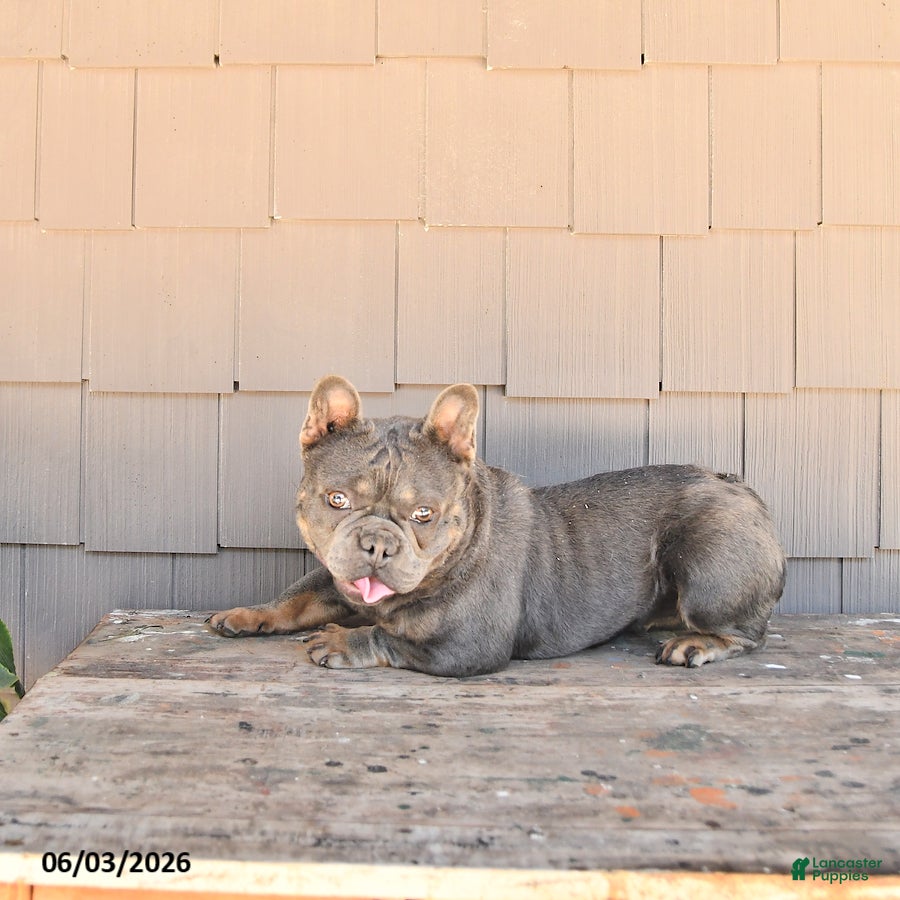 French Bulldog dogs for sale: Gracie - Ad 3