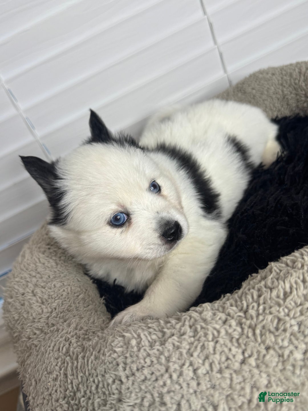 Pomsky dogs for sale: White Male with black spots - Ad 4