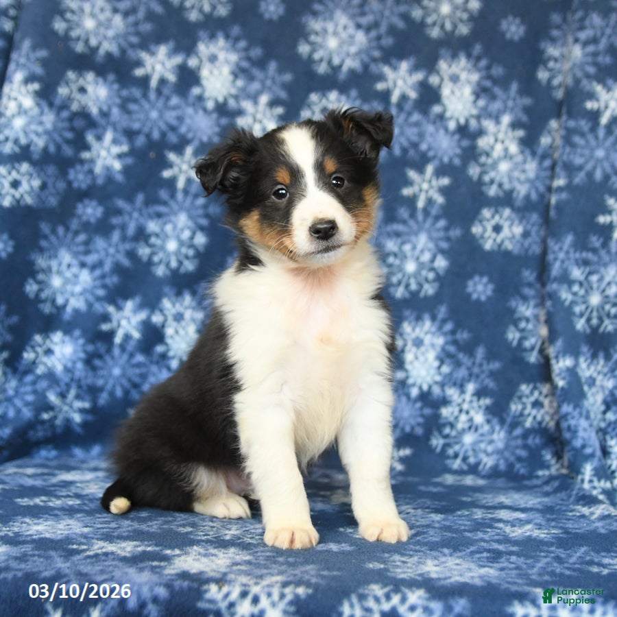 Shetland Sheepdog dogs Pepper - Ad 1