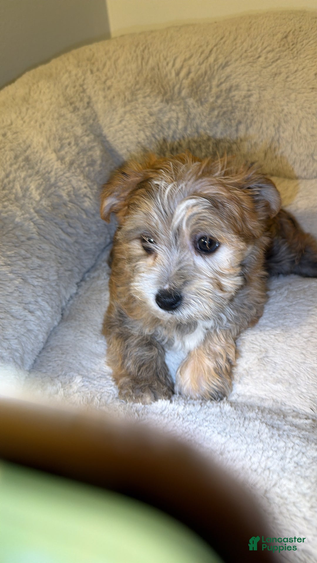 Morkie dogs for sale: Zeus  - Ad 3