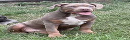 American Bully dogs for sale: Athena - Ad 3