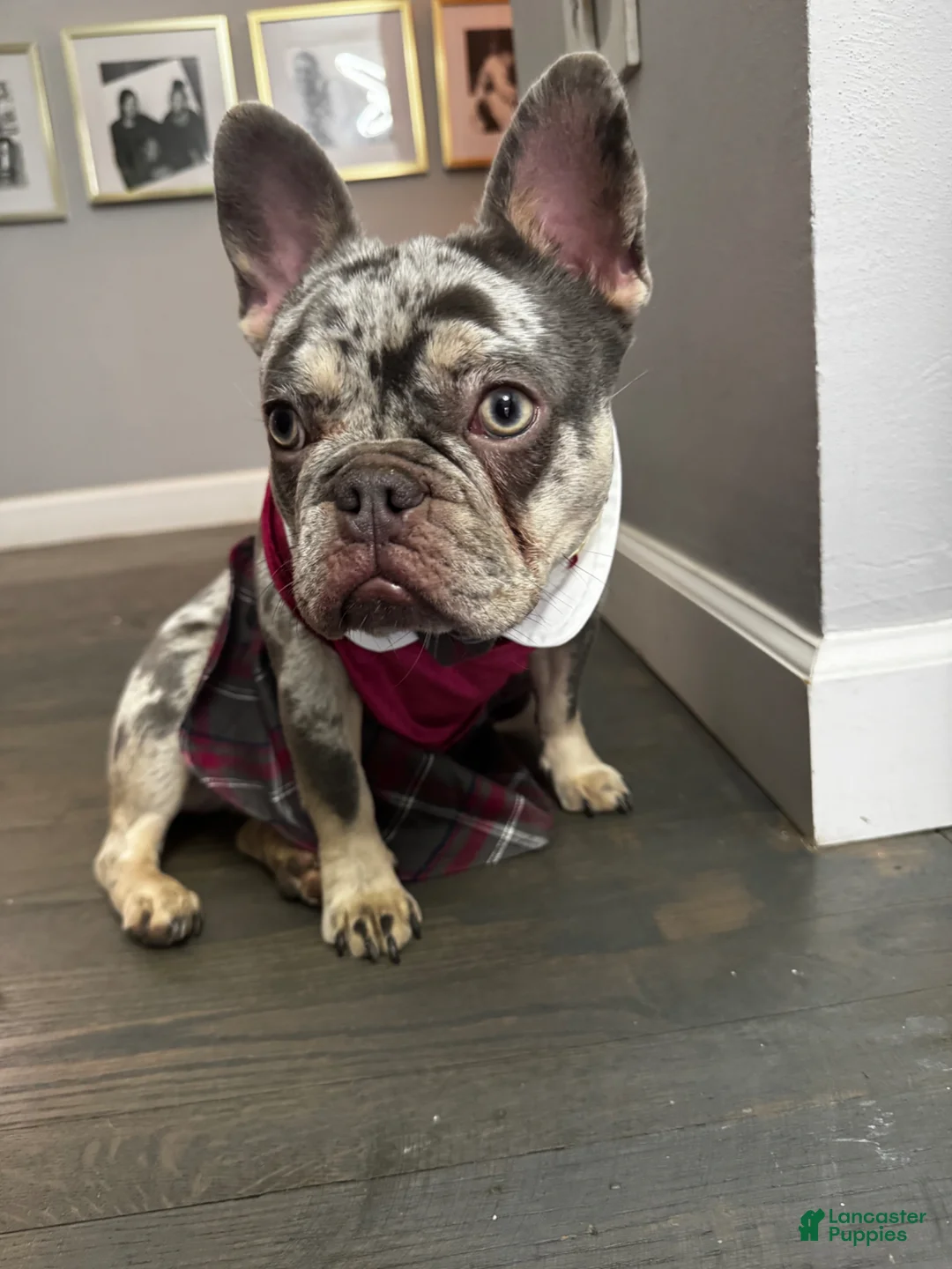 French Bulldog dogs for sale: French Bulldog Puppy 1 - Ad 2