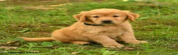 Golden Retriever dogs for sale: Dalton - Ad 5