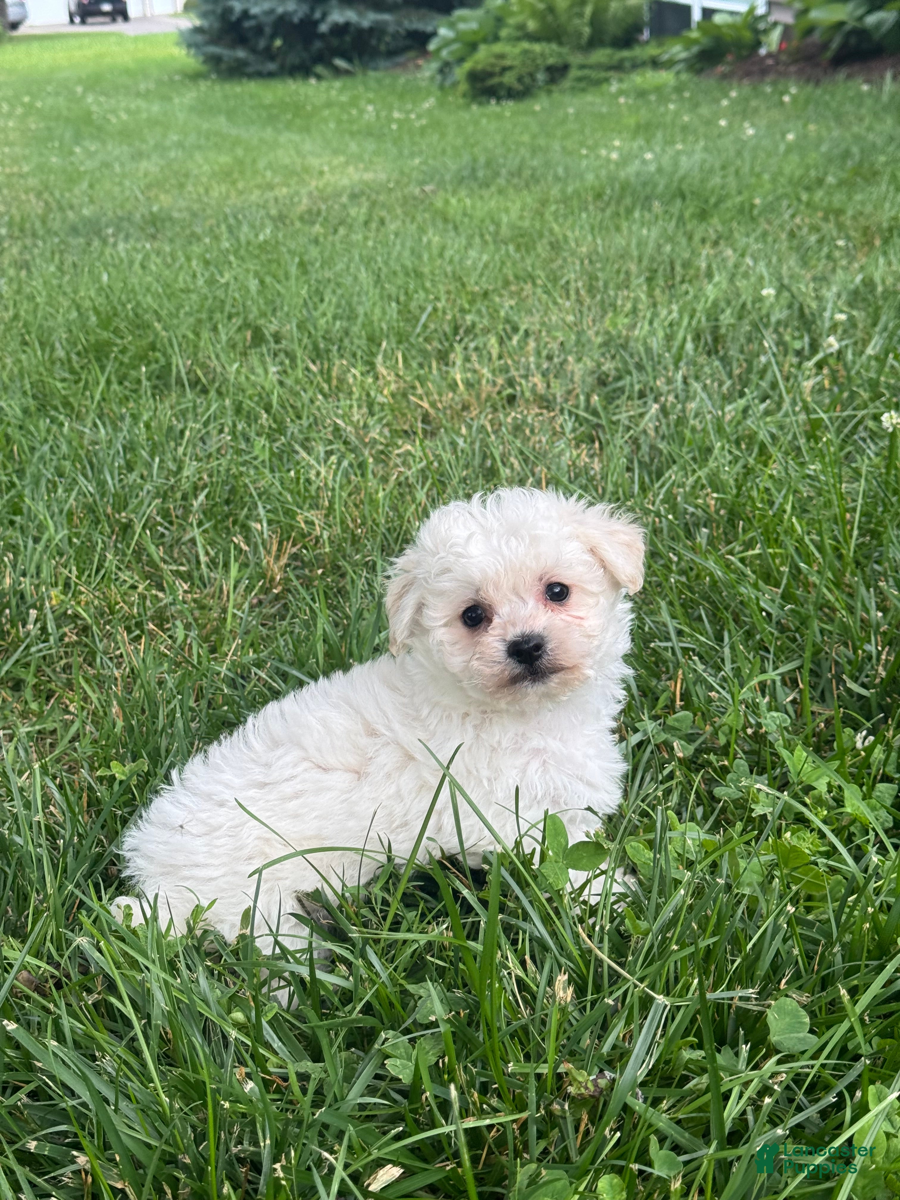 Bichpoo dogs Bruce  - Ad 38