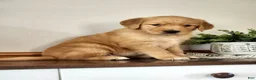 Golden Retriever dogs for sale: Stella - Ad 4