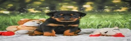 Rottweiler dogs for sale: Knox - Ad 7