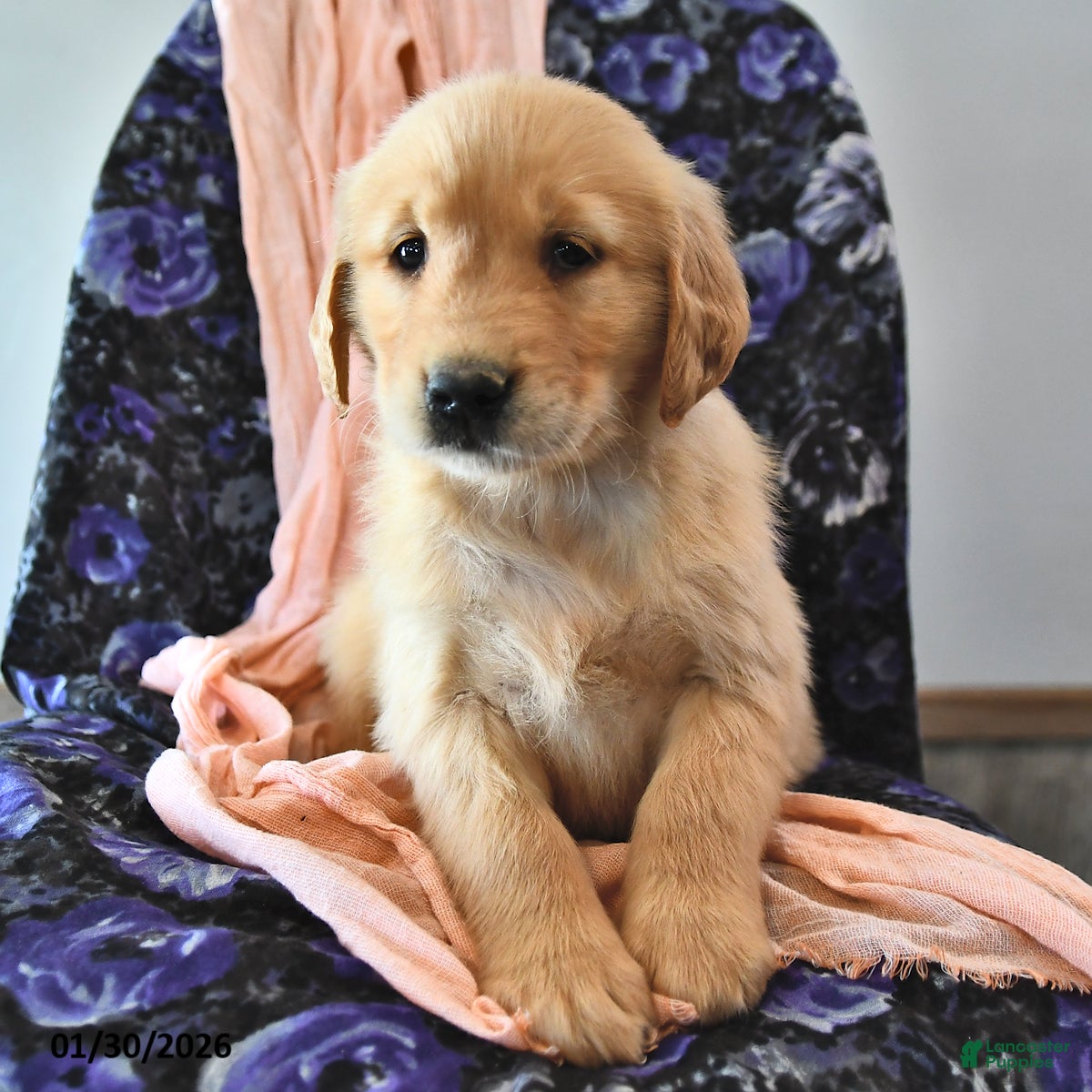 Golden Retriever dogs for sale: Truffle  - Ad 2