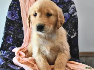 Golden Retriever dogs for sale: Truffle - Ad 2