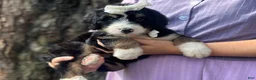 Bernedoodle dogs for sale: Ivanna - Ad 4
