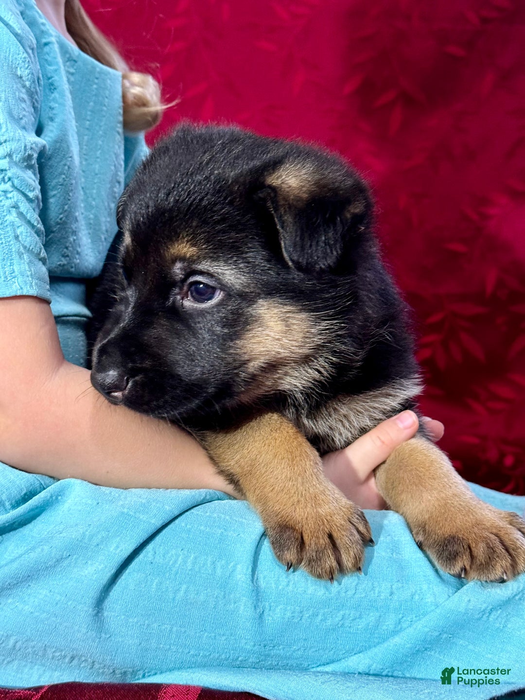 German Shepherd dogs for sale: Reno - Ad 7