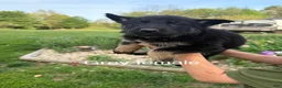 German Shepherd dogs for sale: German Shepherd  - Ad 4