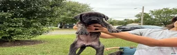 English Mastiff dogs for sale: Mishka (minnie) - Ad 2