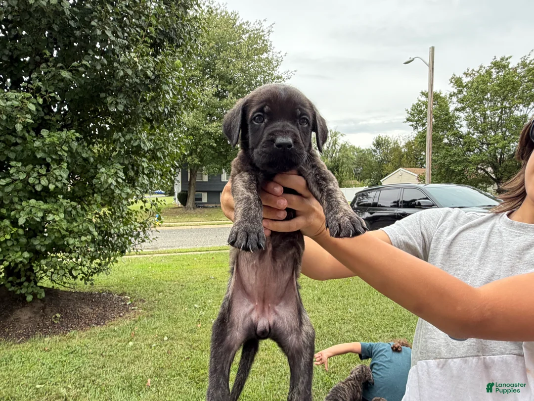English Mastiff dogs for sale: Mishka (minnie) - Ad 2