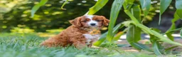 Cavapoo dogs for sale: Rocky - Ad 3
