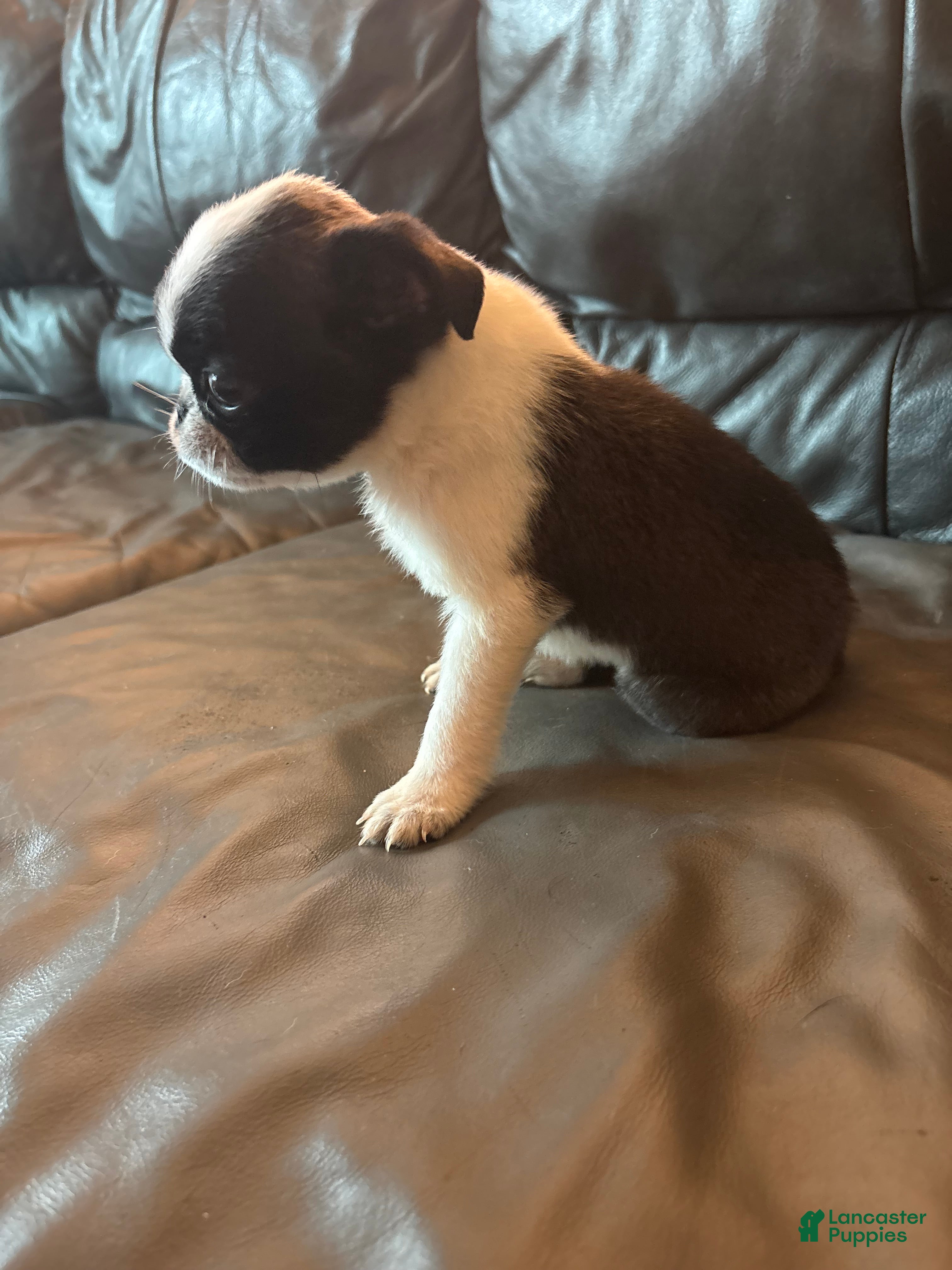 Pug dogs for sale: Otis  - Ad 1