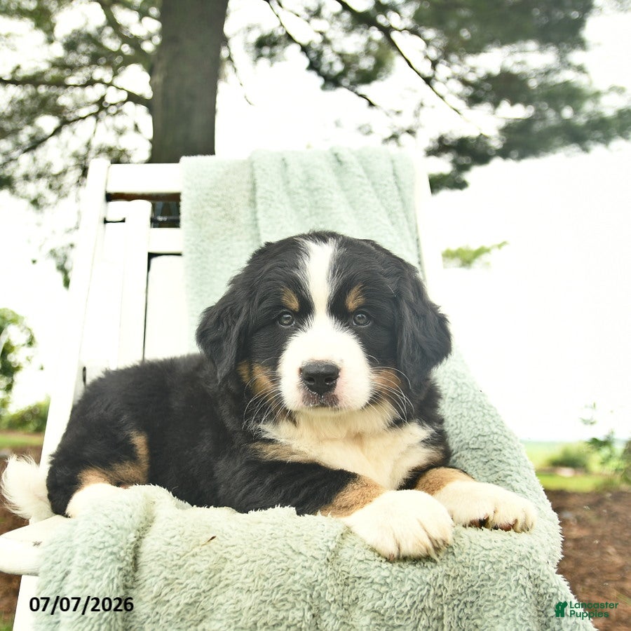 Mixed Breed dogs Ruffles  - Ad 2
