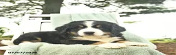 Mixed Breed dogs for sale: Ruffles  - Ad 2