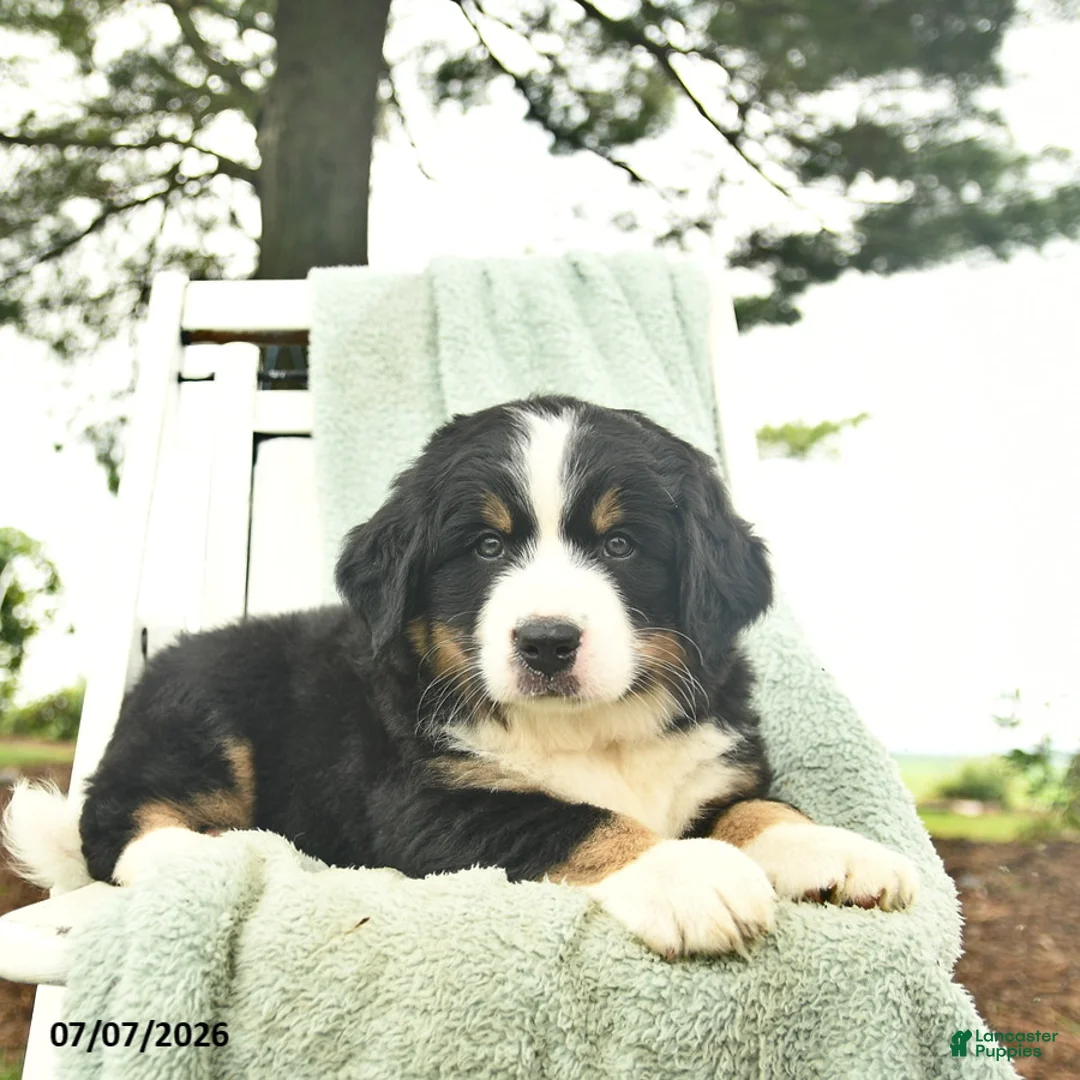 Mixed Breed dogs for sale: Ruffles  - Ad 2