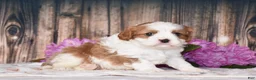 Cavalier King Charles Spaniel dogs for sale: Larsen - Ad 3
