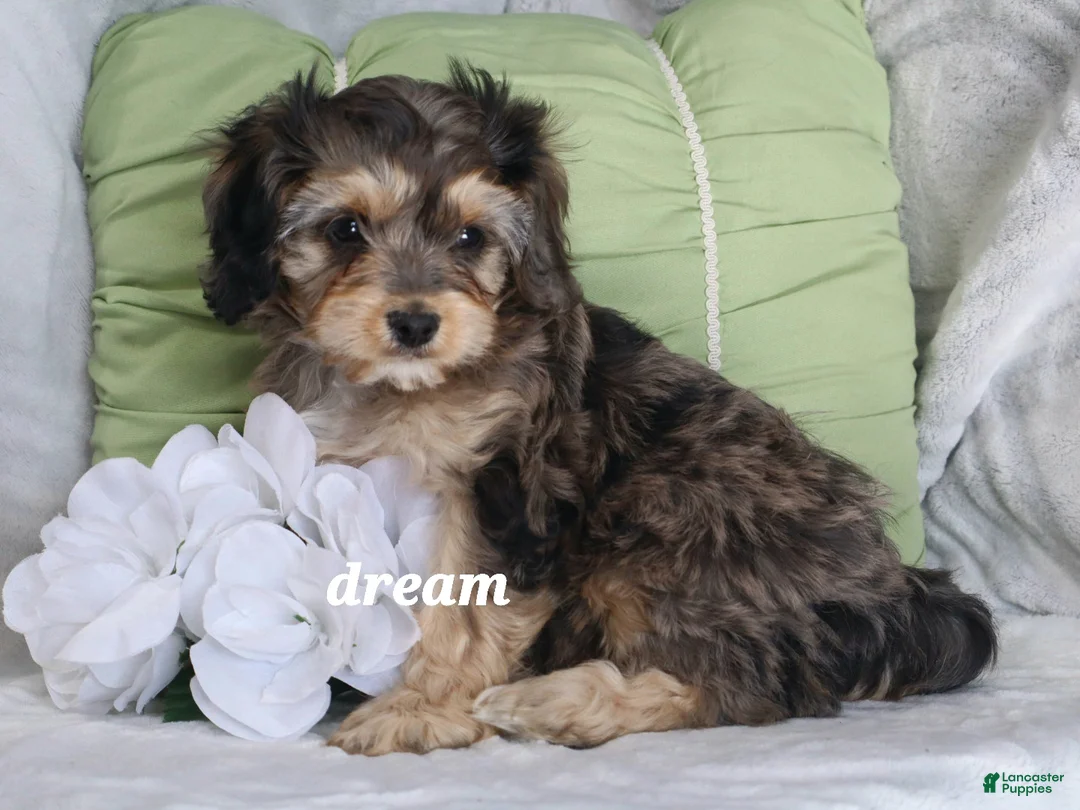 Cavapoo dogs for sale: Donovan - Ad 2