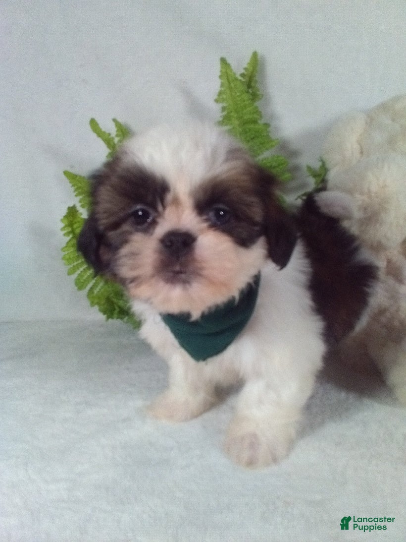 Shih Tzu dogs Bear - Ad 23