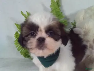Shih Tzu dogs Bear - Ad 23
