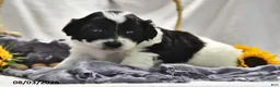 Portuguese Water Dog dogs for sale: Glory - Ad 3