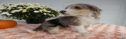 Mixed Breed dogs for sale: Mixed Breed 2 Milo - Ad 3