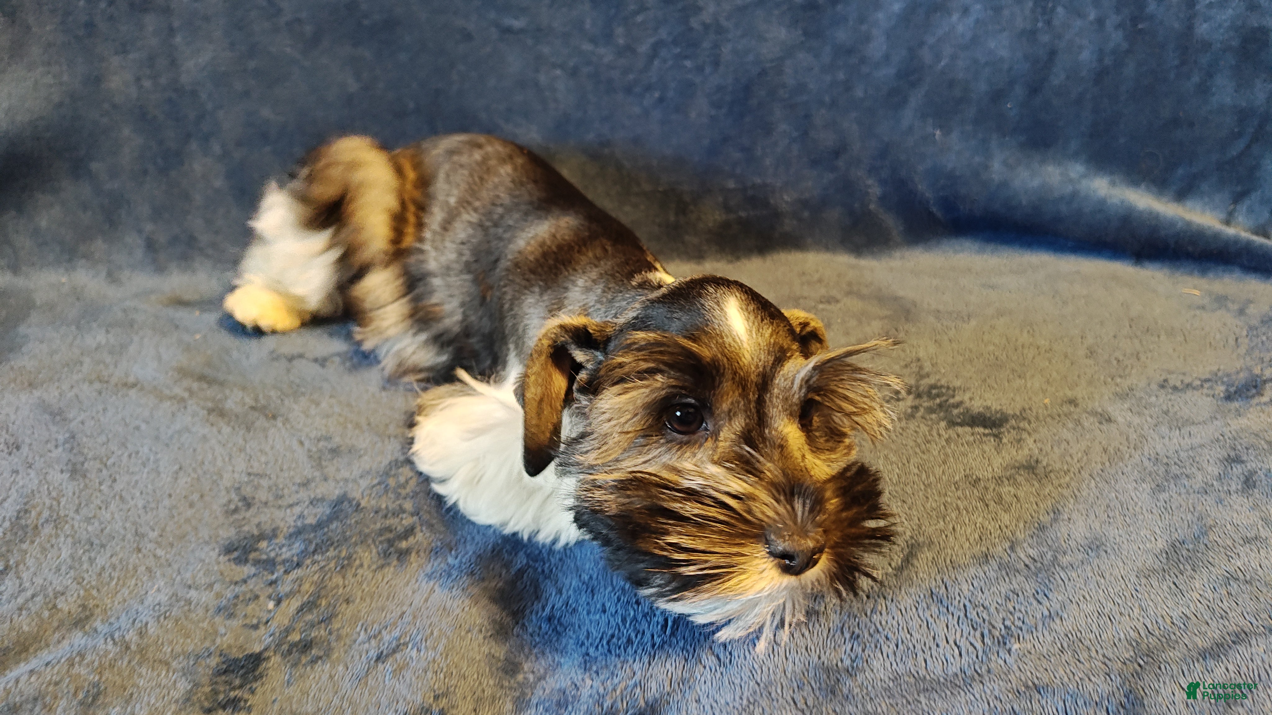 Miniature Schnauzer dogs Miniature Schnauzer Girl 1 - Ad 2