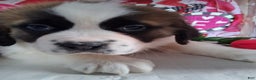Saint Bernard dogs for sale: Maggy Longhair  - Ad 6