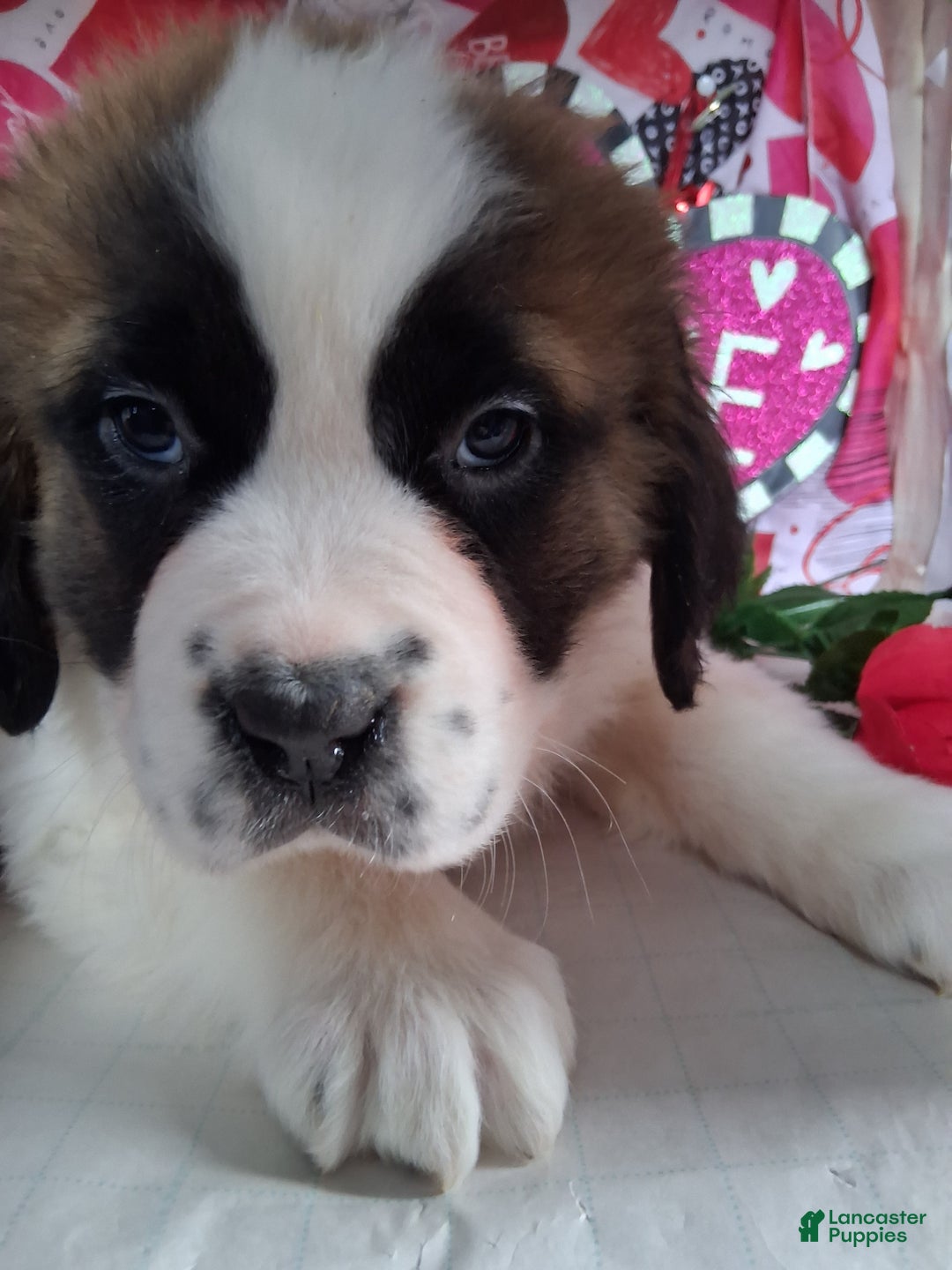 Saint Bernard dogs for sale: Maggy Longhair  - Ad 6