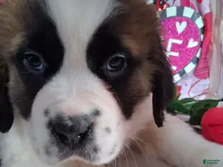 Saint Bernard dogs Maggy - Ad 27