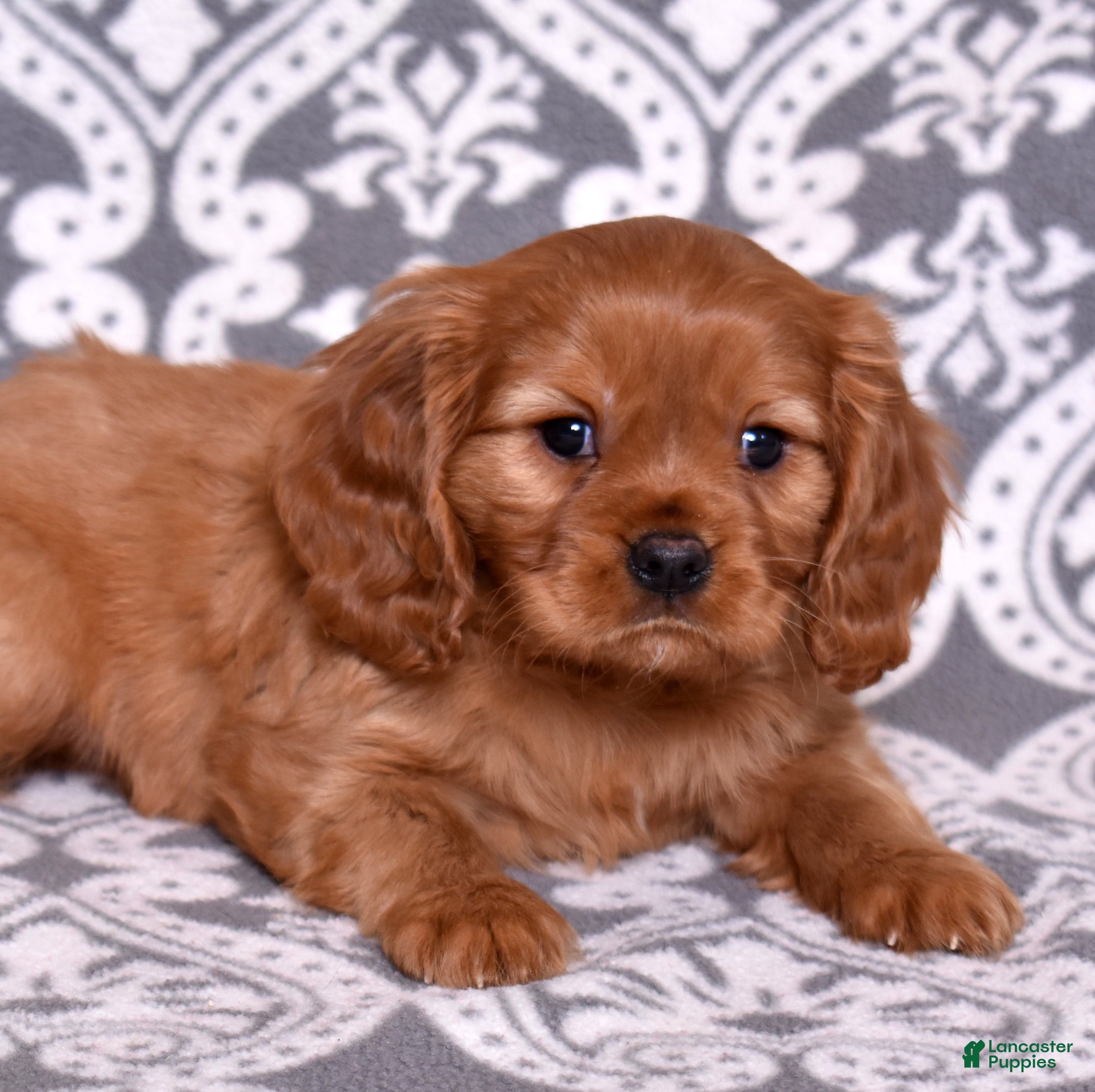 Cavalier King Charles Spaniel dogs Charlie  - Ad 2